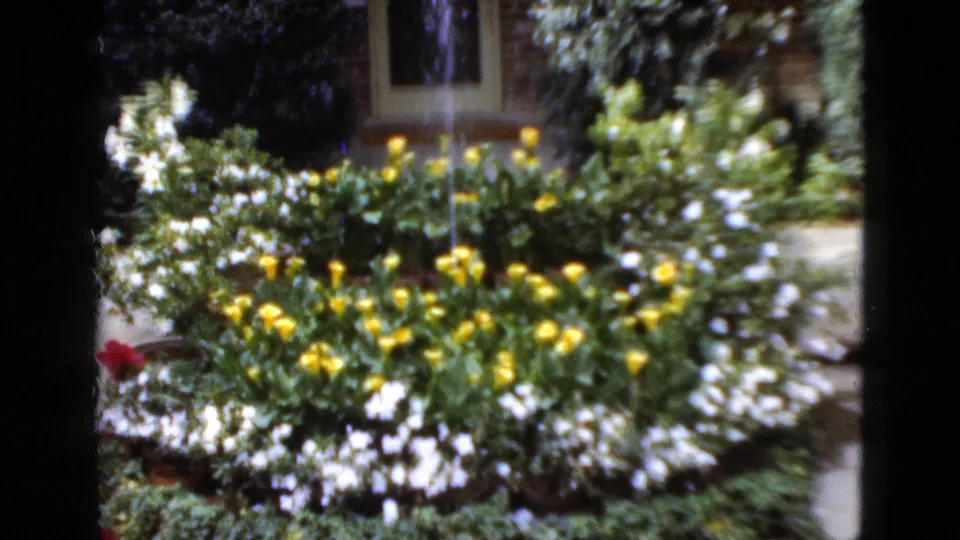 Close 1952 Florida home-movie view of a planted garden bed with yellow and white flowers and a small fountain behind it.