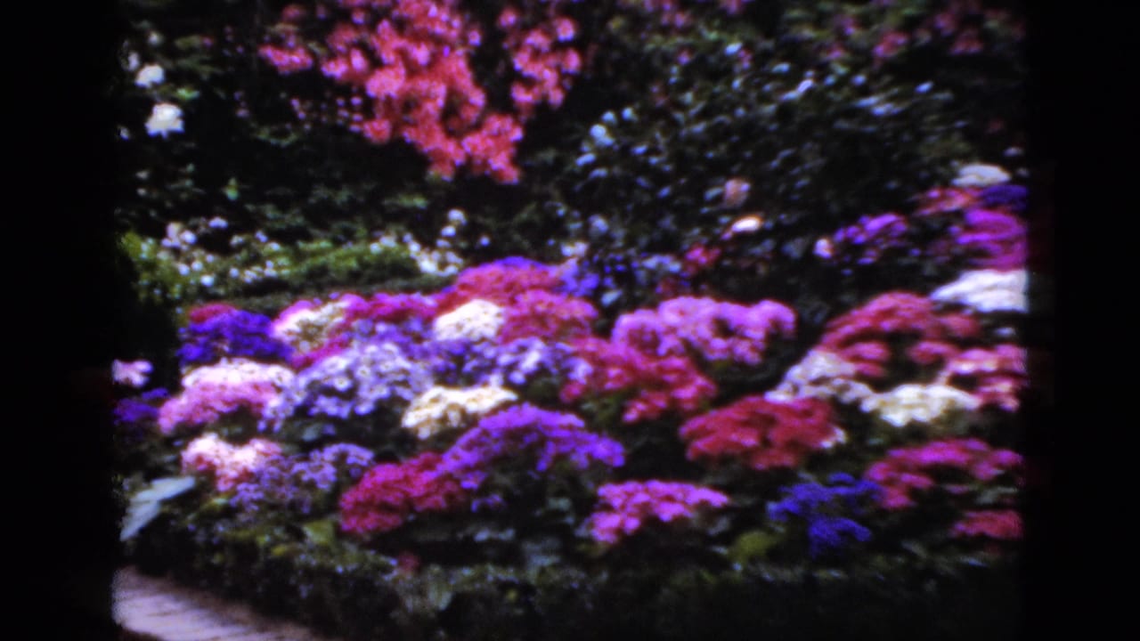 Colorful flower bed with pink, purple, white, and blue blossoms among dark foliage.