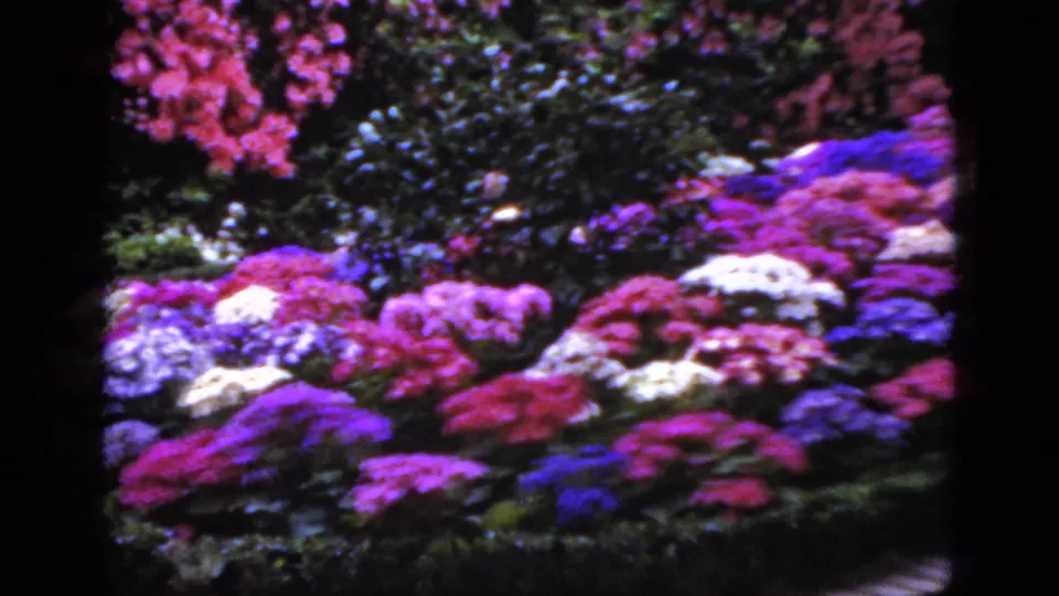 1952 Florida 8mm frame showing a low view across a colorful garden bed with clustered blossoms, leafy shrubs, and a small path edge.