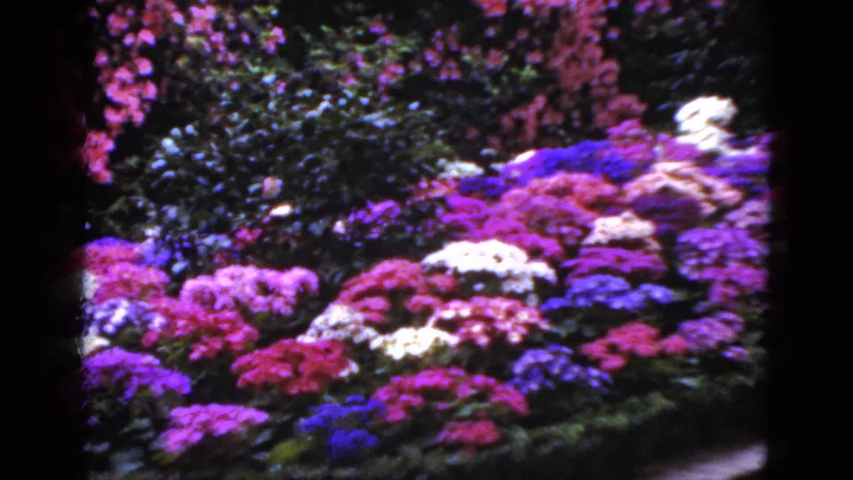 1952 Florida 8mm frame of a flower garden with vivid blossoms, dense foliage, and dark edge framing from the scanned film.