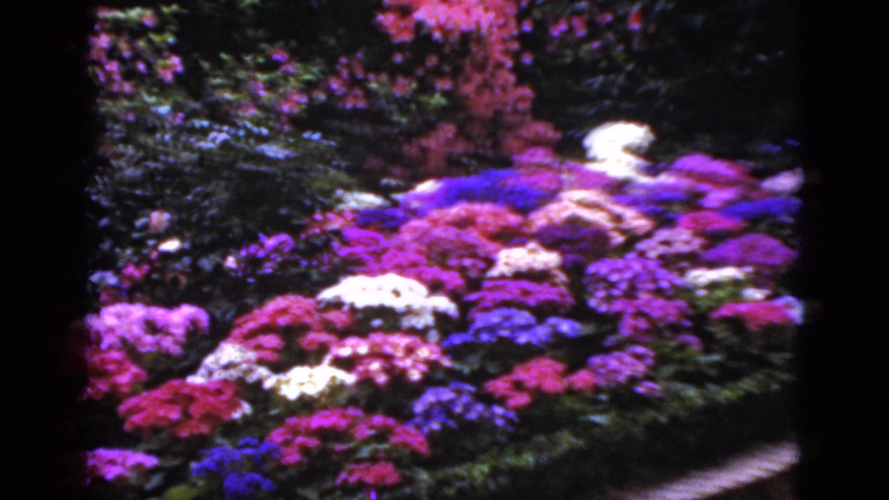 1952 Florida 8mm frame showing dense pink, purple, blue, and white garden flowers with dark green foliage and a path edge.