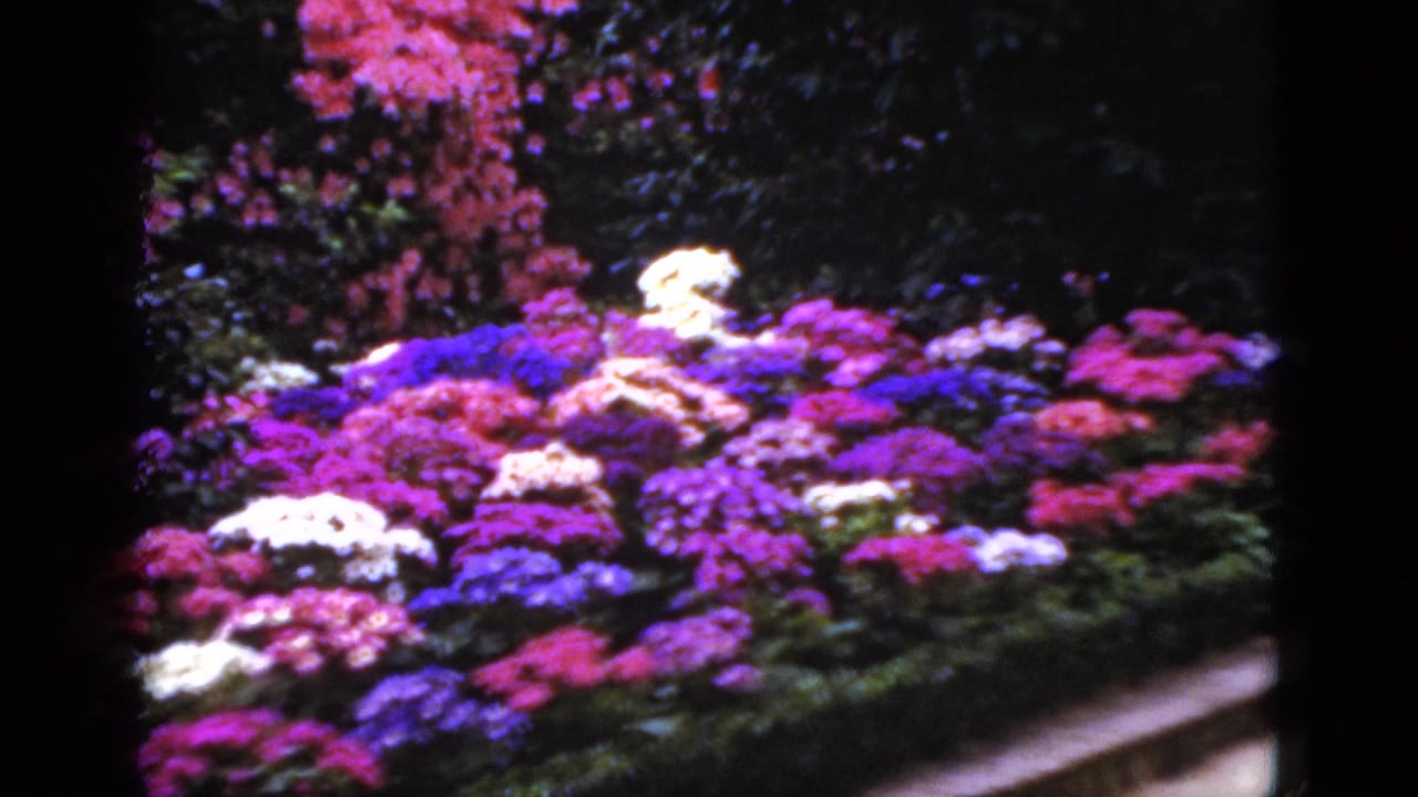 1952 Florida garden view with layered bright flower clusters, green foliage, and a narrow border or walkway at the lower edge.