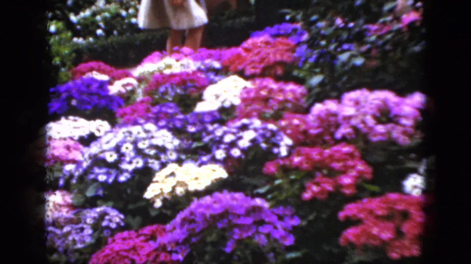 1952 Florida 8mm frame with bright garden blooms in front and a partial person in a light dress standing near the flower bed.