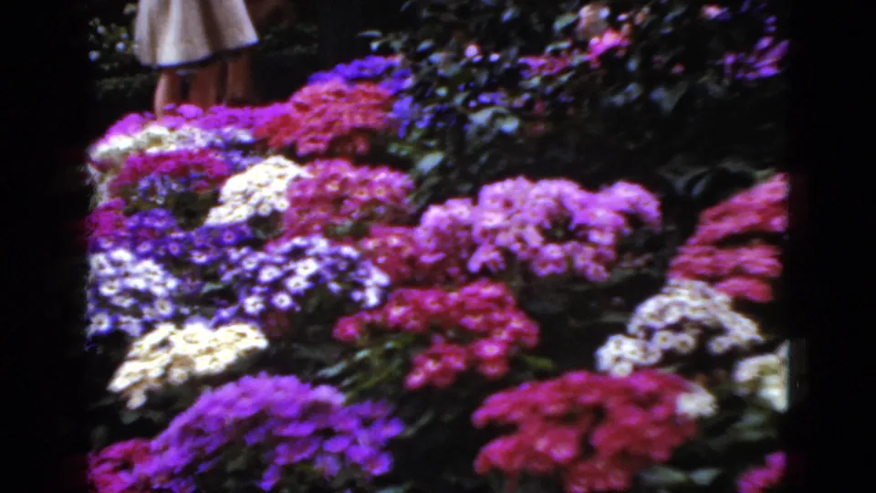 1952 Florida garden frame showing colorful flower clusters, dark foliage, and the lower body of a person at the edge of the scene.