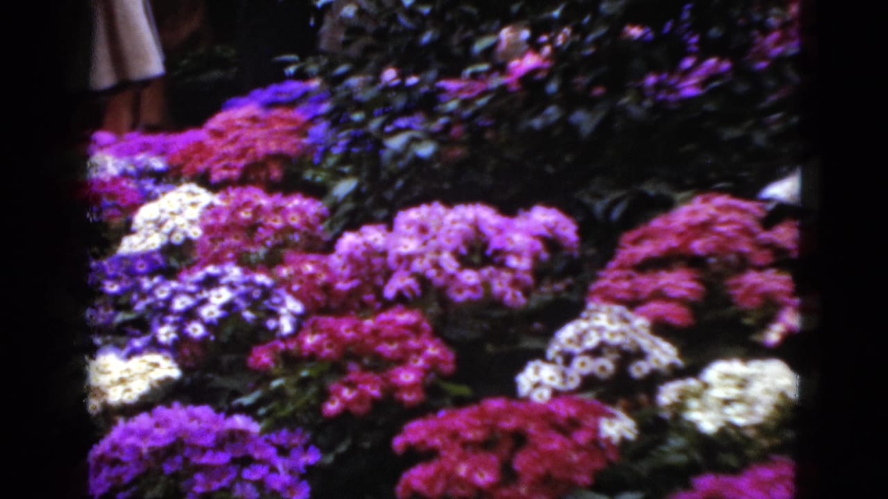 Dense pink, purple, and white flowers with dark foliage and a partial figure at the top edge.