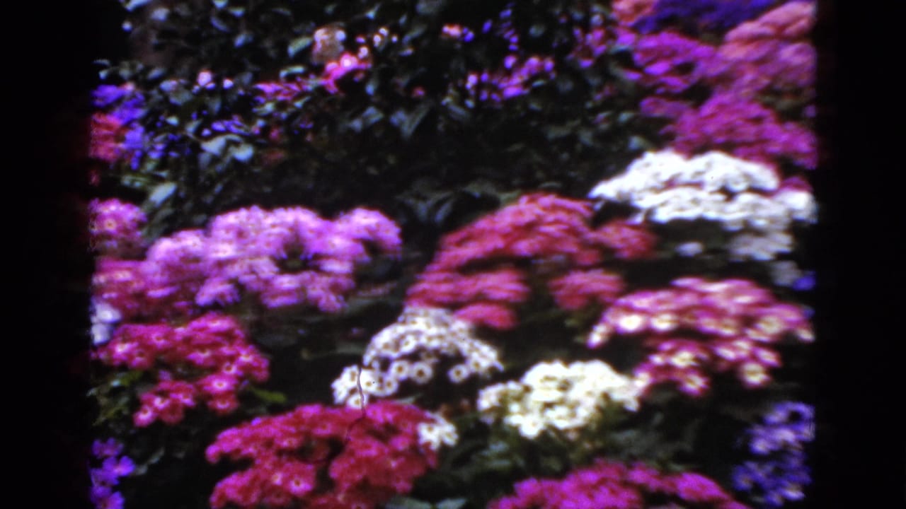 Colorful flower bed with pink, purple, and white blooms against dark garden foliage.