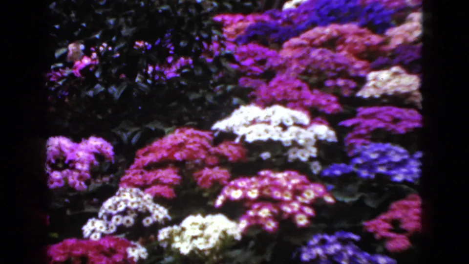 1952 Florida 8mm frame showing dense garden blooms in pink, purple, and white, recorded with soft focus and visible film grain.