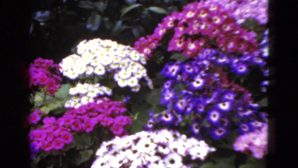1952 Florida 8mm close view of white, pink, and purple clustered flowers, likely chrysanthemums, with dark green leaves behind them.