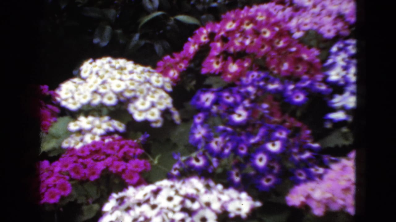 1952 Florida 8mm frame showing dense clusters of white, magenta, purple, and pink garden flowers with green leaves and soft vintage color.