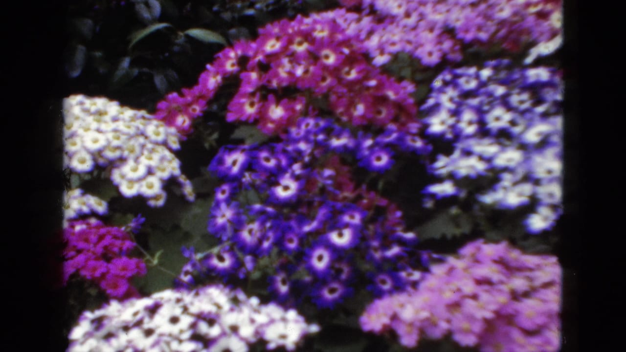 Garden bed with white, purple, magenta, and lavender flowers framed by dark film borders.