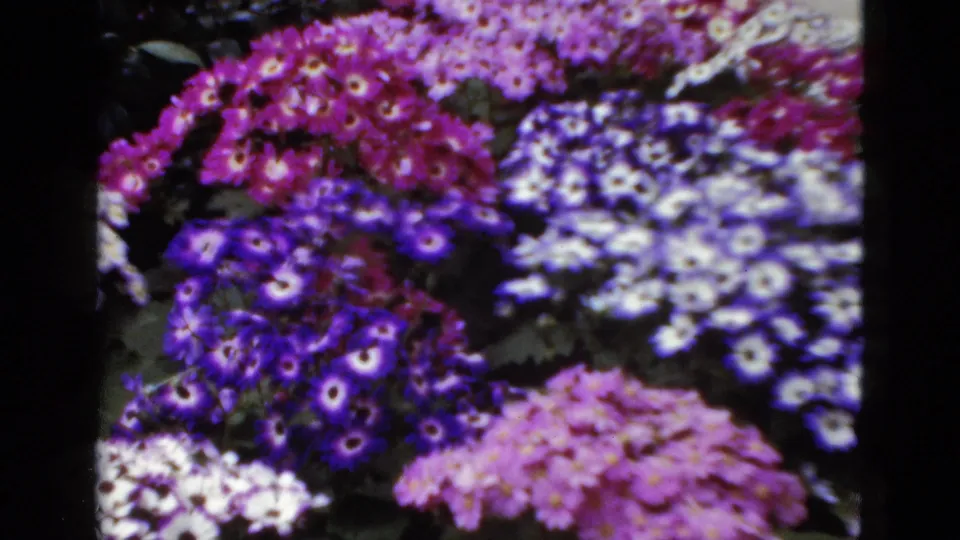 1952 Florida home-movie frame showing a dense flower bed with purple, magenta, white, and pink blossoms in saturated 8mm color.
