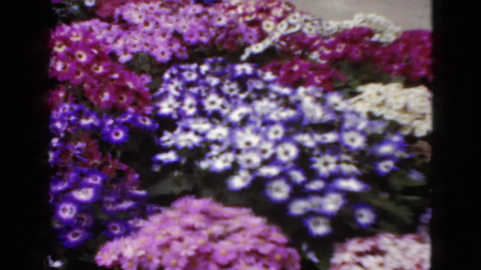 1952 Florida 8mm frame showing mixed purple, white, magenta, and pink garden flowers, partly separated by the dark contact-sheet divider.