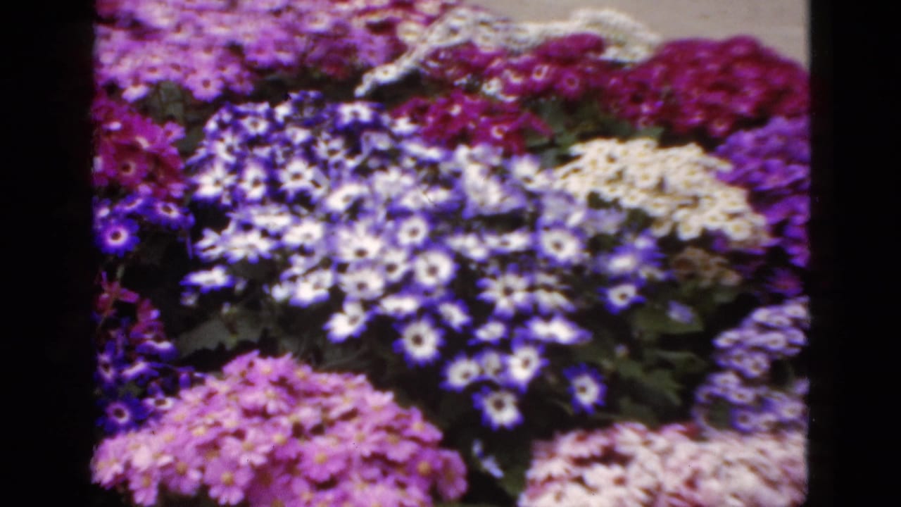 1952 Florida 8mm frame showing dense purple, pink, and white flower clusters in a sunlit garden display.