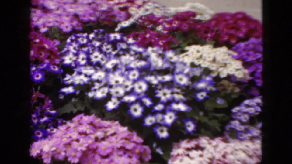 1952 Florida 8mm frame showing dense purple, pink, and white flower clusters in a sunlit garden display.
