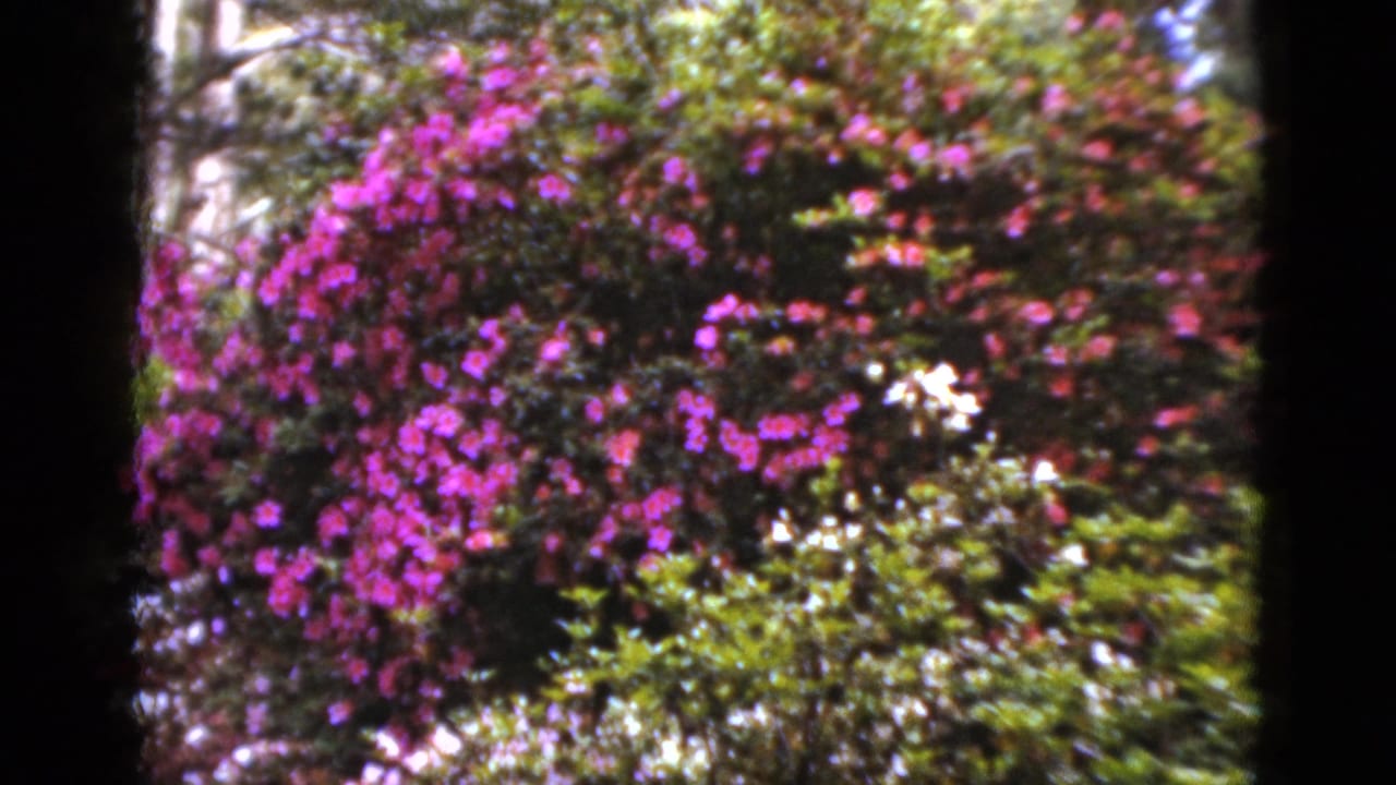 1952 Florida 8mm frame with a pink flowering shrub, green leaves, and small pale blossoms in bright outdoor light.