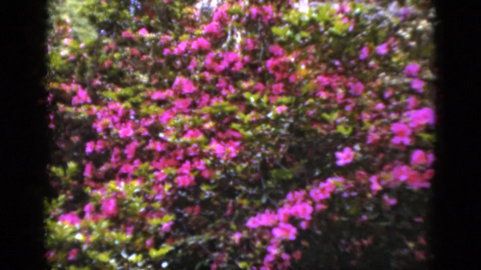 1952 Florida 8mm frame showing a dense flowering shrub with vivid pink blooms and layered green foliage.