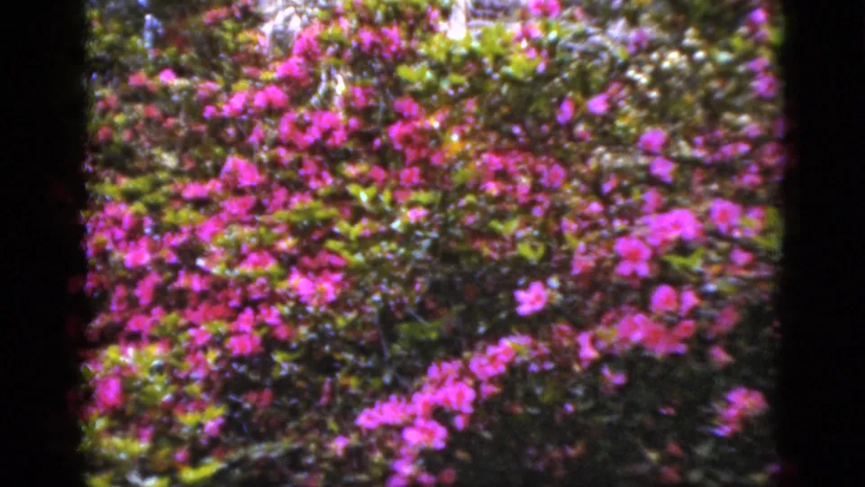 1952 Florida 8mm frame of pink flowering shrubs and green foliage, with soft focus and saturated home-movie color.