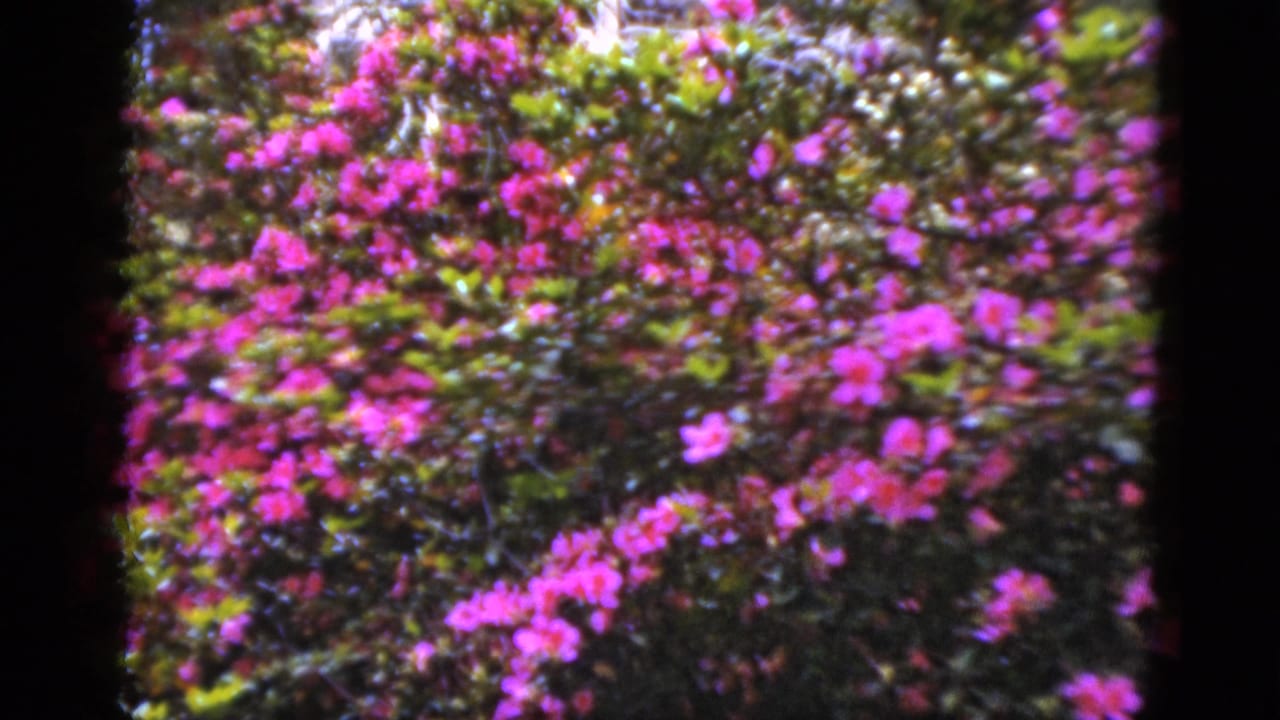 Pink flowers and green foliage framed by dark 8mm film borders.