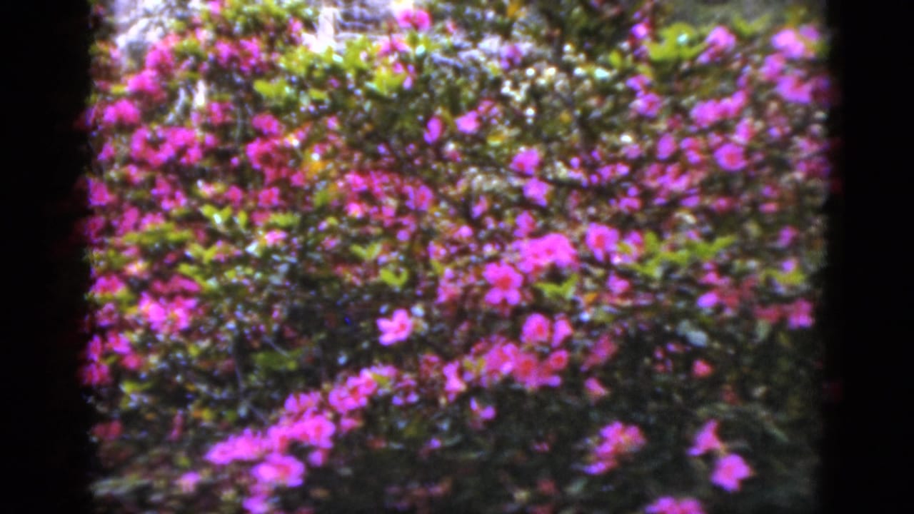 Dense magenta flowers and leaves seen through a dark film-frame border.