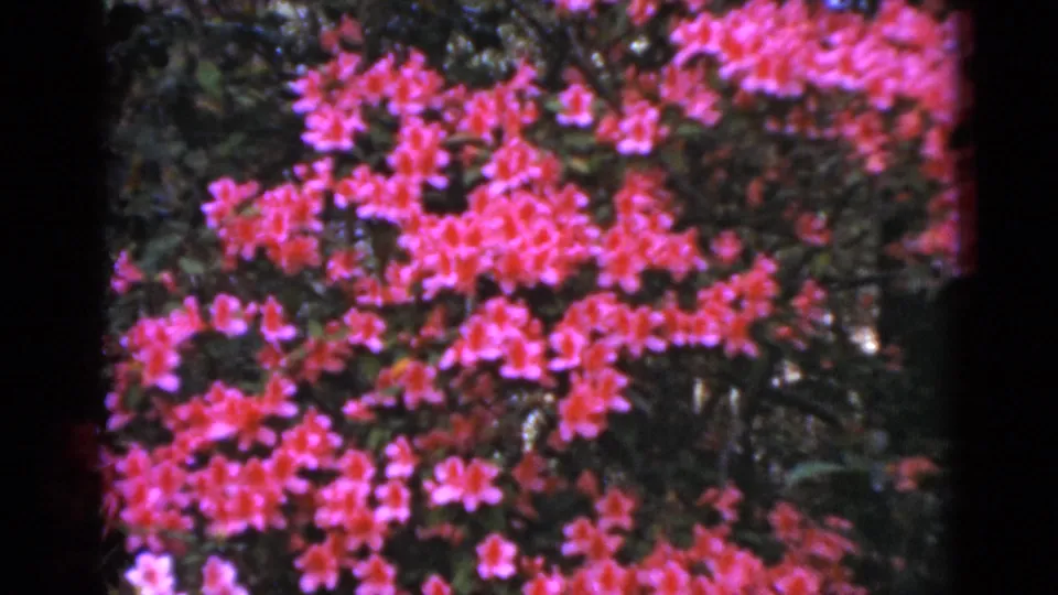 1952 Florida 8mm home-movie view of bright pink flower clusters over darker green leaves, with visible grain and frame edge.