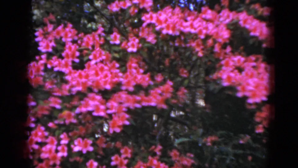 1952 Florida 8mm frame showing pink flowering branches, green foliage, mild blur, and the dark border of the home-movie scan.