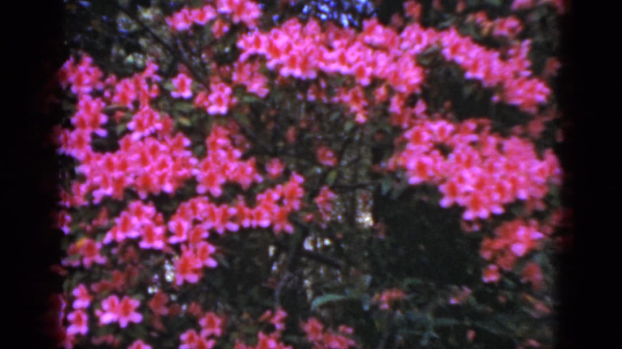 1952 Florida 8mm home-movie frame showing dense dark green bushes covered with bright pink flowers.