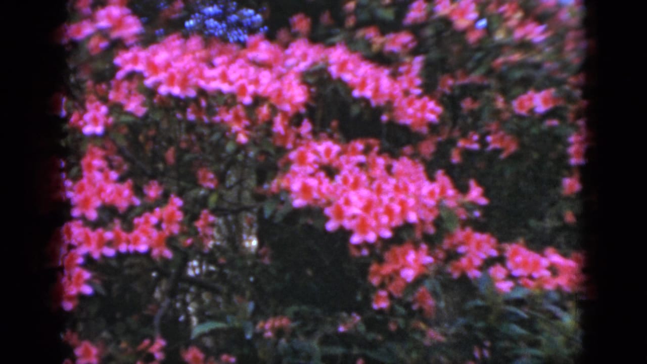 Mid-pan 1952 Florida garden view with vivid pink blossoms against dark leafy shrubs on 8mm film.