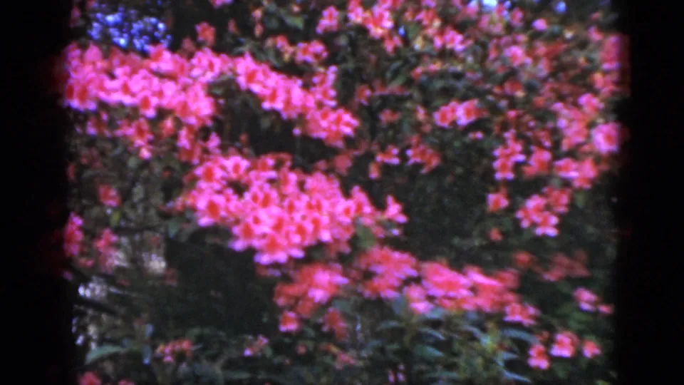 1952 Florida home-movie still with saturated pink blossoms and layered green shrubbery during a slow pan.