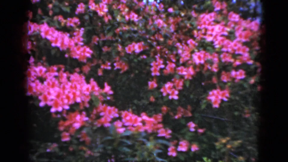 Final 1952 Florida 8mm frame showing a row of dark green bushes dotted with bright pink blooms.