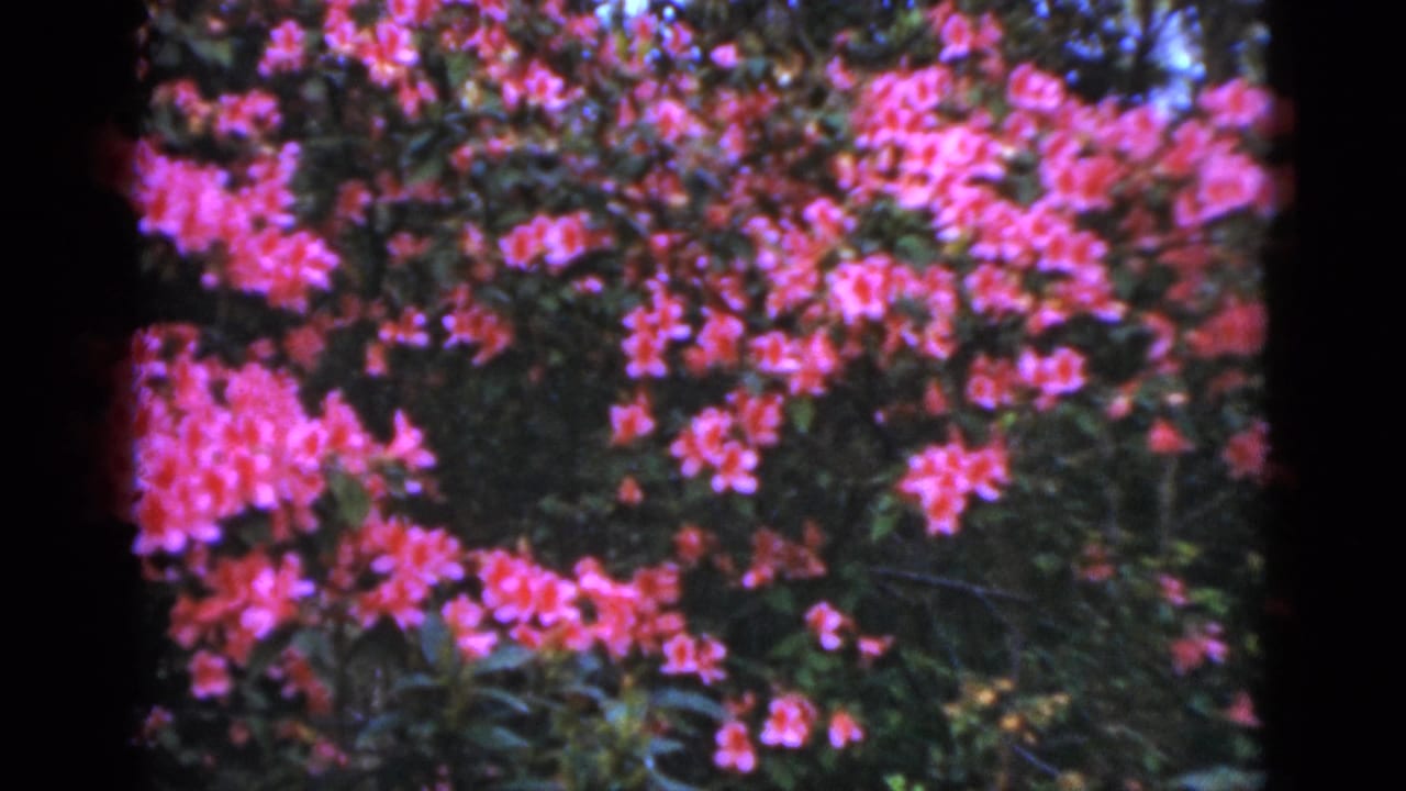 1952 Florida home-movie frame showing bright pink flowers against dense green garden foliage.