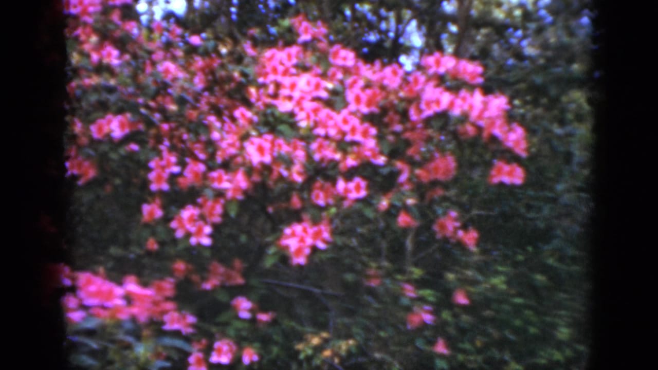 1952 Florida garden foliage with clusters of pink blossoms recorded in soft 8mm color.