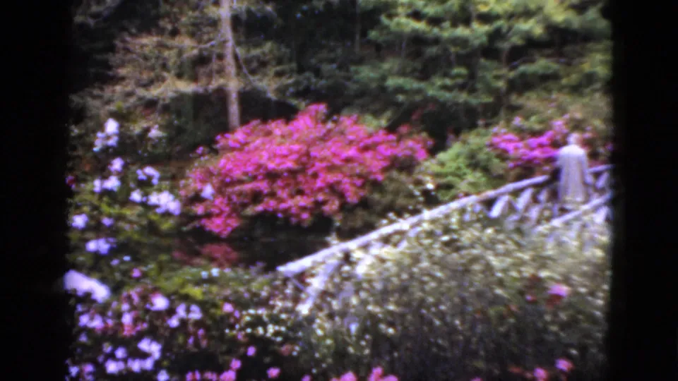 1952 Florida home-movie frame showing bright flowering shrubs, dense garden planting, and visitors near a rustic wooden bridge.