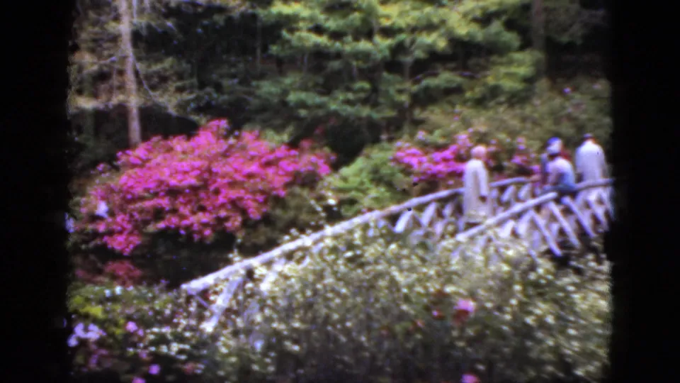 1952 Florida garden footage shows visitors on a rustic wooden bridge framed by pink blossoms, trees, and layered greenery.