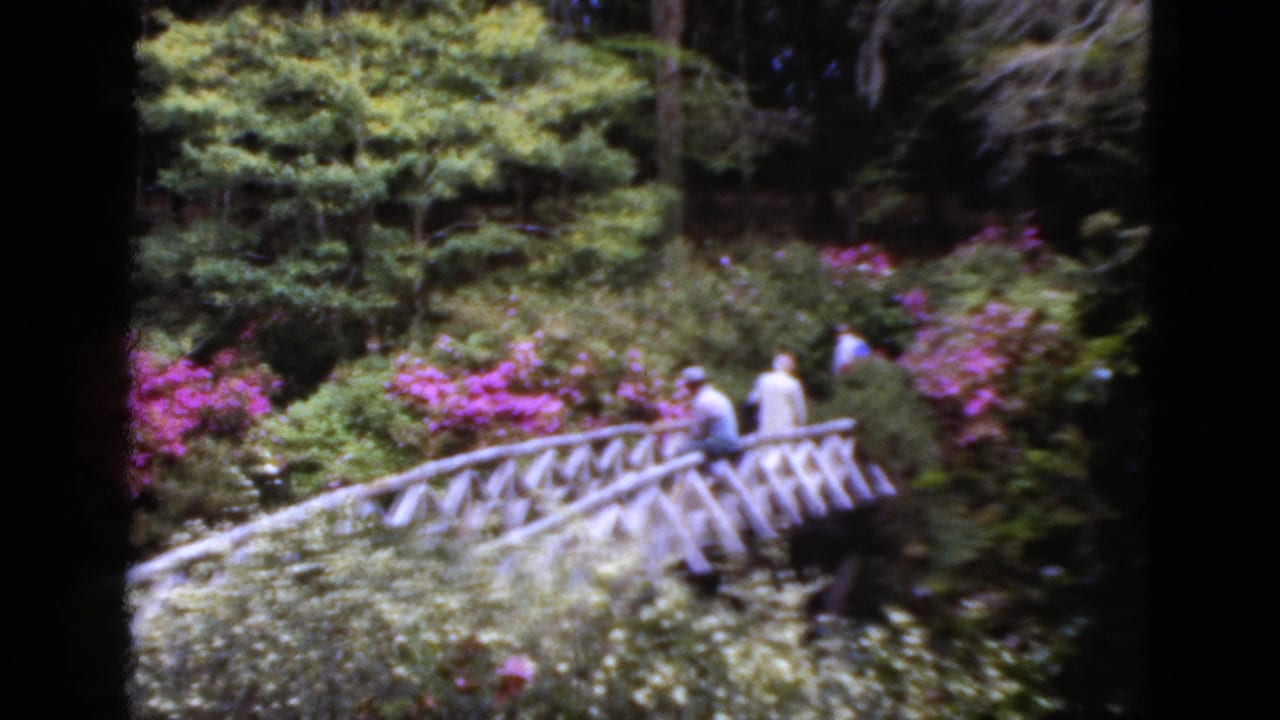 1952 Florida home-movie frame of visitors crossing a rustic garden bridge amid dense greenery and pink flowering shrubs.