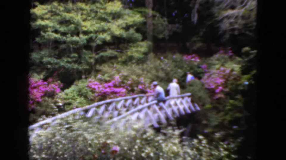 1952 Florida home-movie frame of visitors crossing a rustic garden bridge amid dense greenery and pink flowering shrubs.