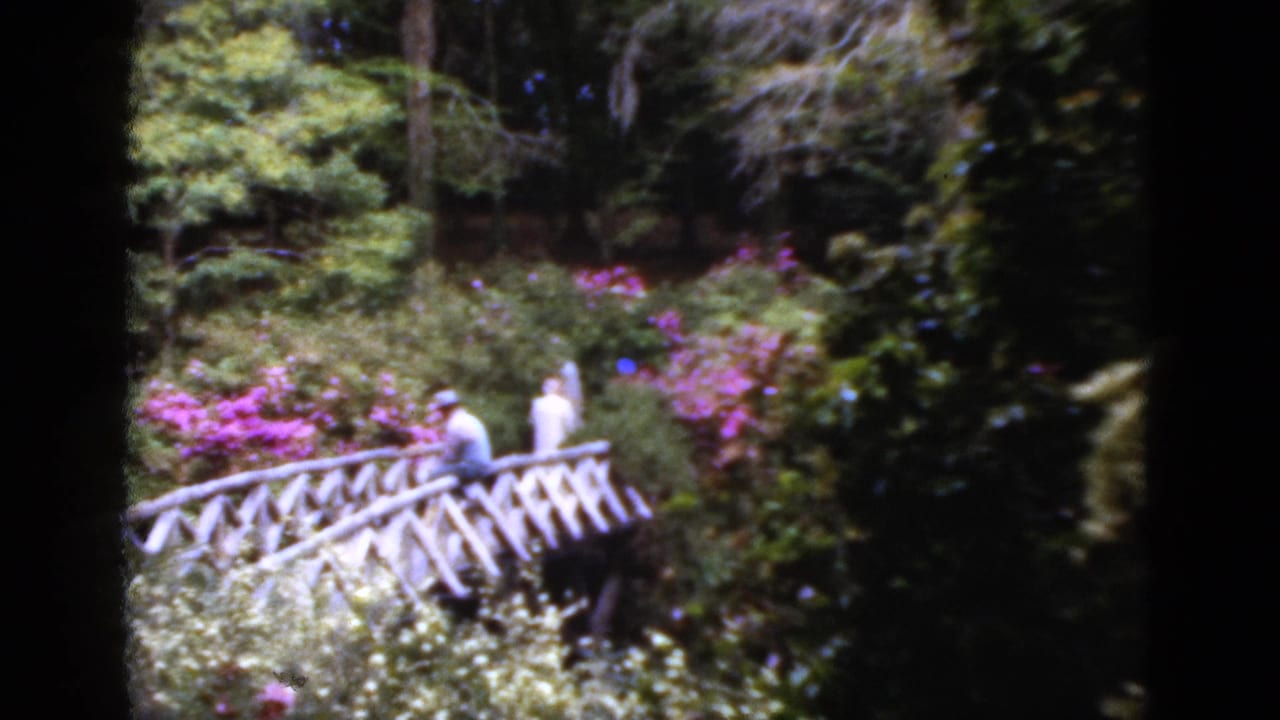 1952 Florida garden footage shows visitors on a rustic bridge, framed by sunlit foliage and vivid pink blooms.