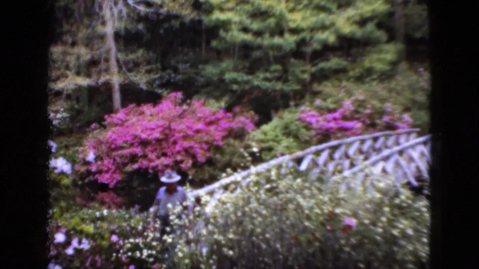 1952 Florida garden scene with a hatted visitor, white blossoms, pink flowering shrubs, and a rustic wooden bridge.