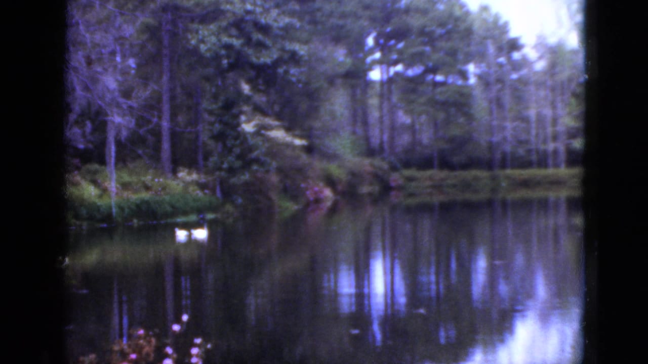 1952 Florida 8mm frame of a still pond bordered by trees, with small white water birds or ducks near the shore and reflections on the water.