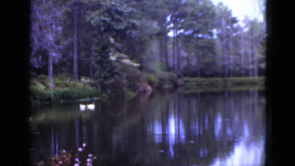 1952 Florida 8mm frame of a still pond bordered by trees, with small white water birds or ducks near the shore and reflections on the water.