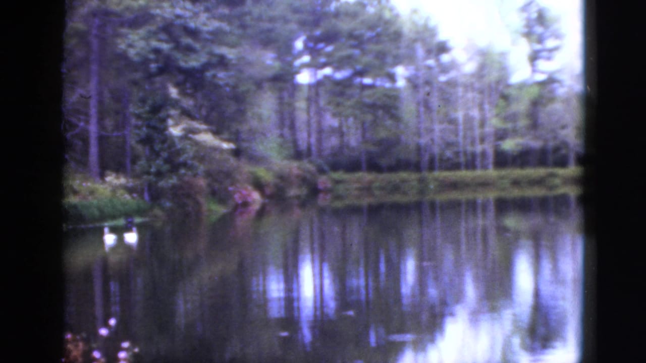 1952 Florida home-movie frame showing a quiet pond, reflected tree line, dense greenery, and small white water birds near the left bank.