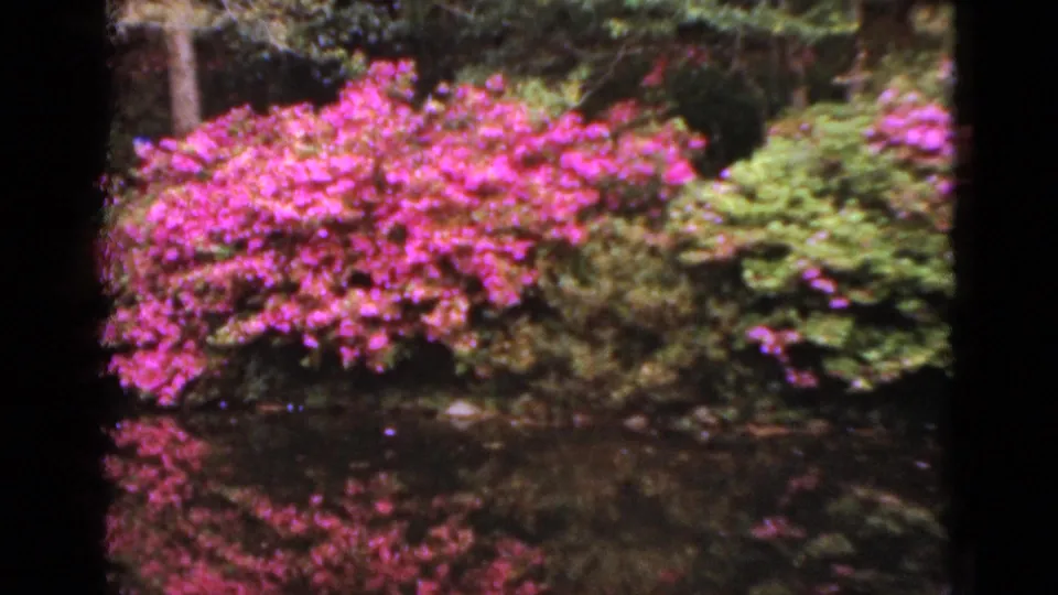 1952 Florida garden shoreline with bright pink flowering bushes reflected in the dark water.