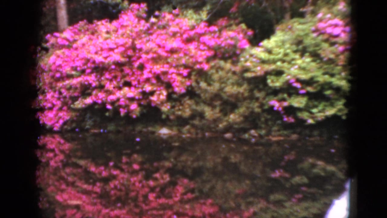Pink azalea bushes beside a pond with bright reflections on the water.