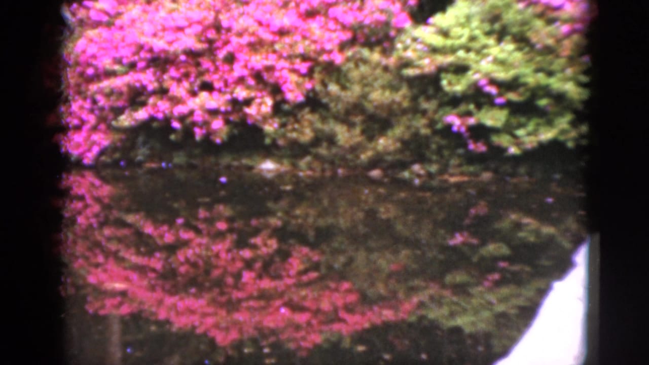 Azalea shrubs and pond reflections framed by dark film edges.