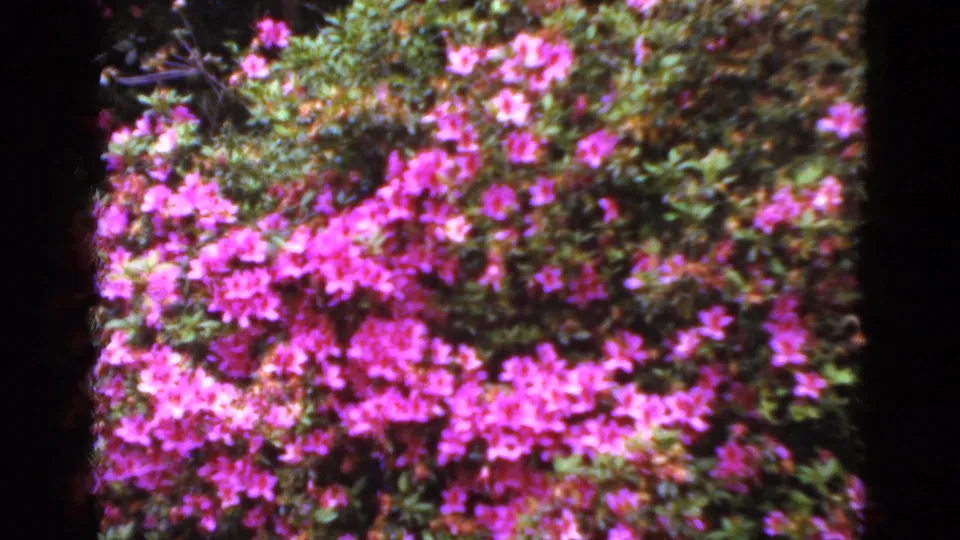 1952 Florida home-movie frame with a closer handheld view of dense pink azalea blossoms and surrounding greenery.