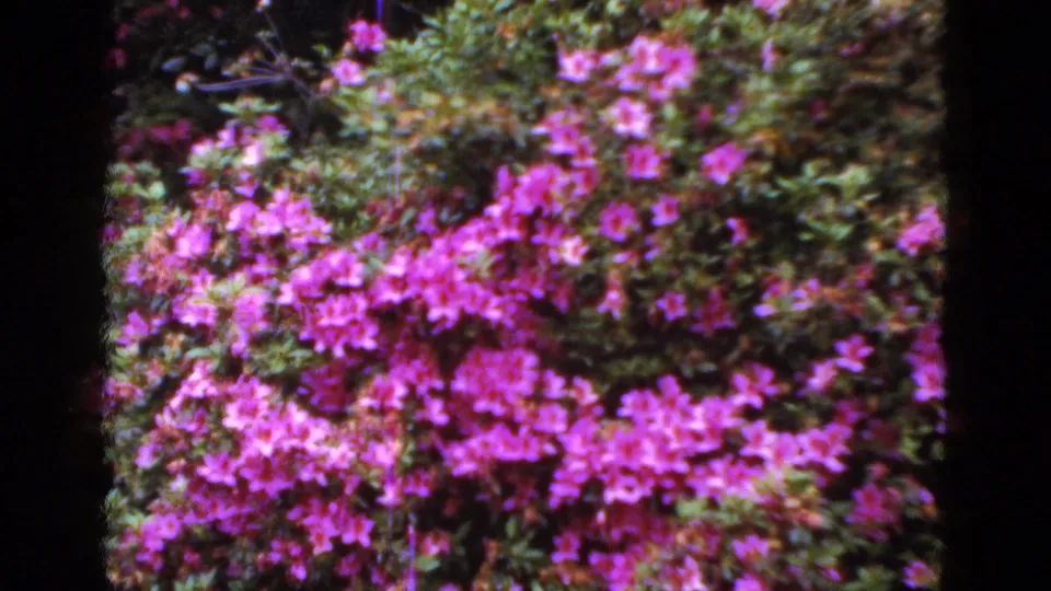 Color 8mm frame showing dense pink azalea blooms filling the view with green garden foliage around them.