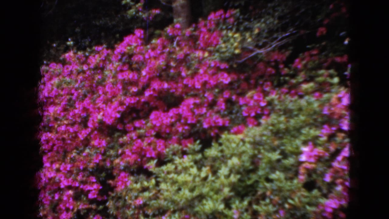 1950s Florida 8mm frame showing vivid pink blossoms and green shrubs, with dark vertical film or foreground edges.