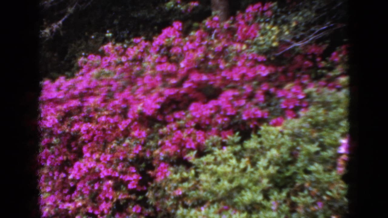 Color 8mm view of saturated pink flowers and shrubs, partly divided by a dark vertical foreground or film edge.