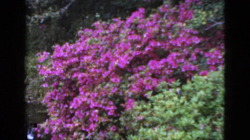 1950s Florida home-movie frame of bright pink blooms and green shrubs, with dark frame edges from the film or foreground.