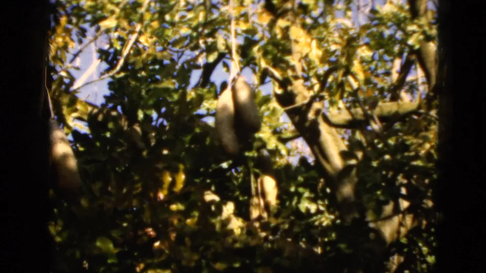 1952 Florida home-movie frame looking into a leafy tree with large hanging produce in dappled sunlight.