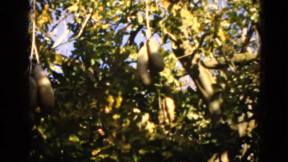 Florida 8mm frame showing a sunlit tree canopy with elongated gourd-like produce hanging among leaves.